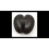 Cocco di Mare Coco fesse enorme seme proveniente dalle Seychelles