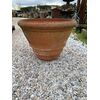 Conche antiche 