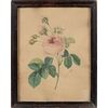 Disegnatore europeo (datato 1828) - La rosa.