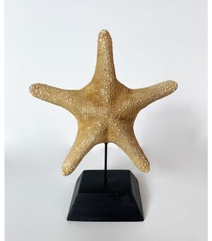 Stella di mare - base in legno