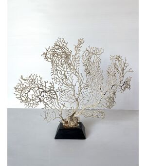 Gorgonia Bianca - Base in legno