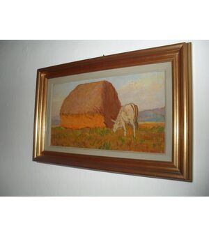 Pagliaio maremmano 