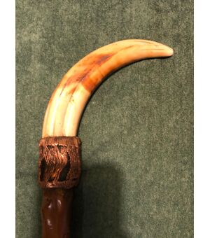 Stick with warthog tooth handle, cane in rosewood.     
