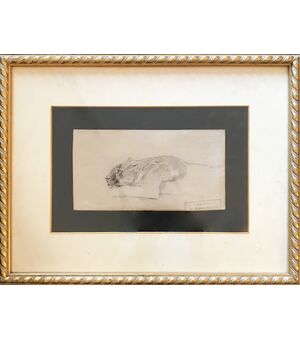 Leonessa - Disegno Atelier de Brunet-Houard (1827-1922)