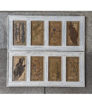 Coppia di erbari incorniciati