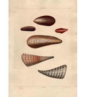 da George PERRY  “Conchology, or the N...