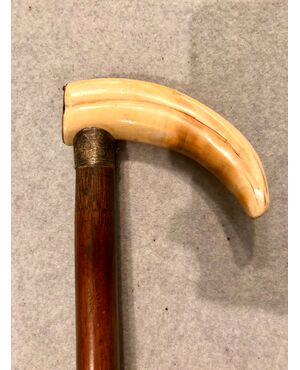 Stick with knob in tooth of warthog.Canna in bamboo.     