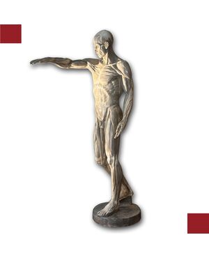 SCULTURA DI MODELLO ANATOMICO MUSCOLARE XIX SECOLO
