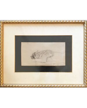 Leonessa - Disegno Atelier de Brunet-Houard (1827-1922)