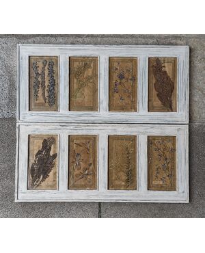 Pair of framed herbaria