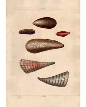by George PERRY "Conchology, or the Natu...