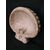 Grande Acquasantiera/Lavandino baccellata in Marmo Breccia Pernice - 51 x 50 cm - xx secolo - Venezia