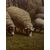 Samuel Simpson Carr (1837-1908) - Gregge di pecore