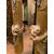 DARS556 - Coppia colonne in legno dorato, epoca '600, misurano cm 40 x H 265 