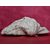 Grande conchiglia Tridacna dall'Oceano Pacifico - O/7068 -