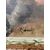 Dipinto del '900 natura morta - Pittore riminese Alberto Bianchi