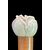 Bastone con pomolo in avorio raffigurante una rosa.