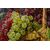 Nineteenth-century painting &quot;grapes in the basket&quot; - O / 1699     