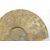 Grande Ammonite Fossile del Madagascar - O/6416 -