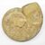 Grande Ammonite Fossile del Madagascar - O/6416 -