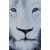 Contemporary painting Lion