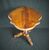 Antique sailing table     