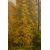 Large Summer Painting or Sliding Door     