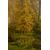 Large Summer Painting or Sliding Door     