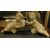  DARS641 - N. 2 statue di putti in pietra Serena, misure cm L 60 x H 57 x P 40 