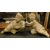  DARS641 - N. 2 statue di putti in pietra Serena, misure cm L 60 x H 57 x P 40 