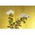 Paraventi Giapponesi - Japanese Folding Screens