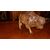 Bison paper mache