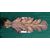 appliques in metallo dorato del 700 cm.55 x 22