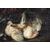 Coppia di nature morte