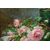 &quot;Roses on a table&quot; painting signed - O / 5816 -     