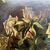 Antica coppia di dipinti olio su tela fiori epoca 1892 . Mis 82 x 72 . Firmati in cornice antica dorata. 
