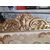 Parascintille antico in legno dorato - Epoca '800 -