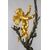 Coppia di grandi candelabri a quattro luci in legno laccato e dorato, Genova, XIX secolo