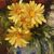 DIPINTI ANTICHI DI FIORI, NATURE MORTE CON MARGHERITE E LILLÁ, OLIO SU TELA, DELL 800. 