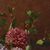 DIPINTI ANTICHI DI FIORI, NATURE MORTE CON GIGLI E ROSE, OLIO SU TELA, DELL 800. (QF635)