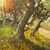 Antico dipinto olio su tela Belli Andrea – Forio D’ ischia  1950 . Firmato mis 82 x 62 