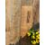 Quercia antica originale