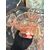 Antico servizio art Decò 1940 in vetro rosa, mis. coppa grande 13x24 cm coppe piccole 7x13