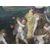Grande quadro olio su tela Allegoria dell'estate scuola fiamminga XVII secolo