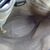 GUCCI Borsa a Tracolla Vintage in Tela Col. Beige Ophidia M