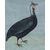 Pittore Lombardo della fine del XVIII /inizi del XIX secolo (maniera dei Raineri) "Gallina di Faraone ossia d'Egitto"