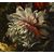 Natura morta floreale, Pieter Casteels III (Anversa 1684 – 1749) firmato