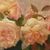 Quadri Antichi, Natura Morta, Vaso Di Fiori Di Rose, Epoca Novecento, Art Deco. (QF640)