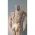 SCULTURA DI MODELLO ANATOMICO MUSCOLARE XIX SECOLO