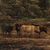 Pittore delle Highlands (fine XIX sec.) - Bestiame delle Highlands al lago.
